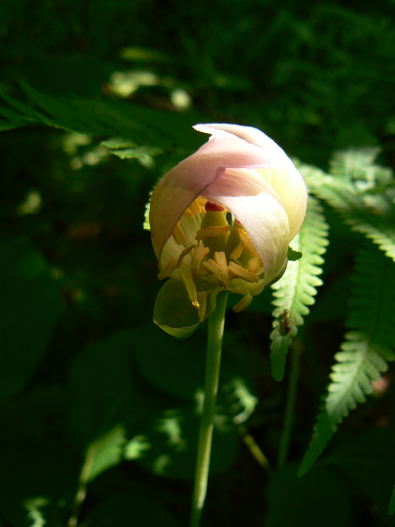 Image of Paeonia obovata specimen.