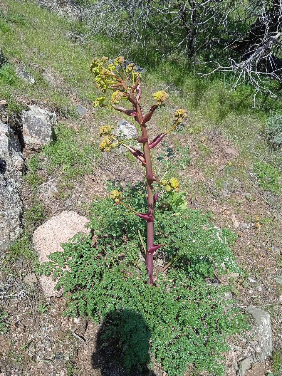 Image of Ferula samarkandica specimen.