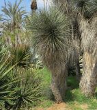 Yucca elata