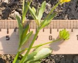 Ranunculus trachycarpus