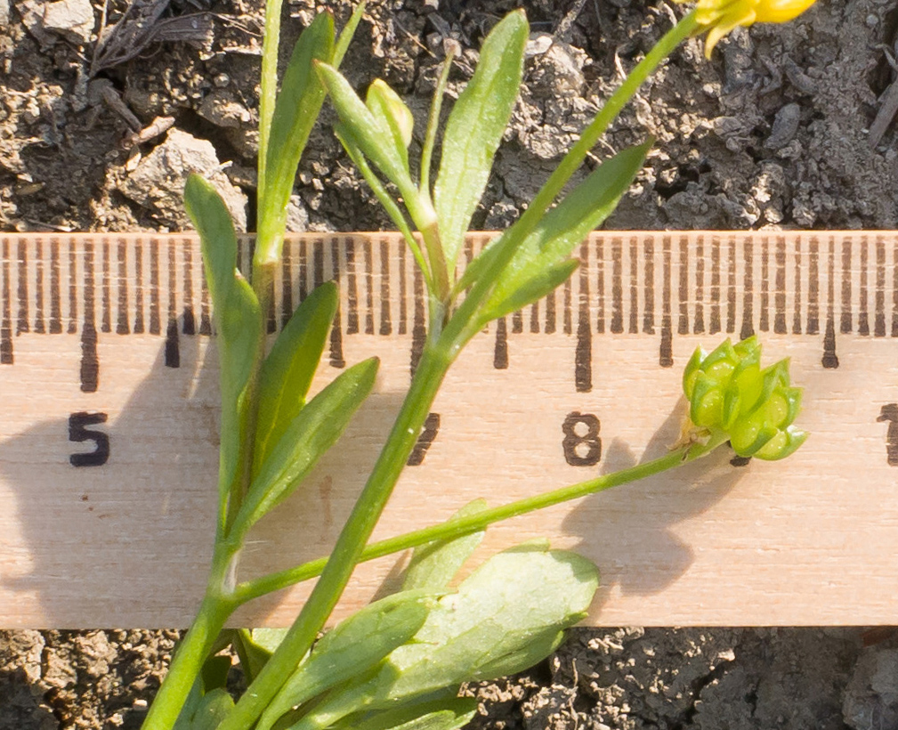 Image of Ranunculus trachycarpus specimen.