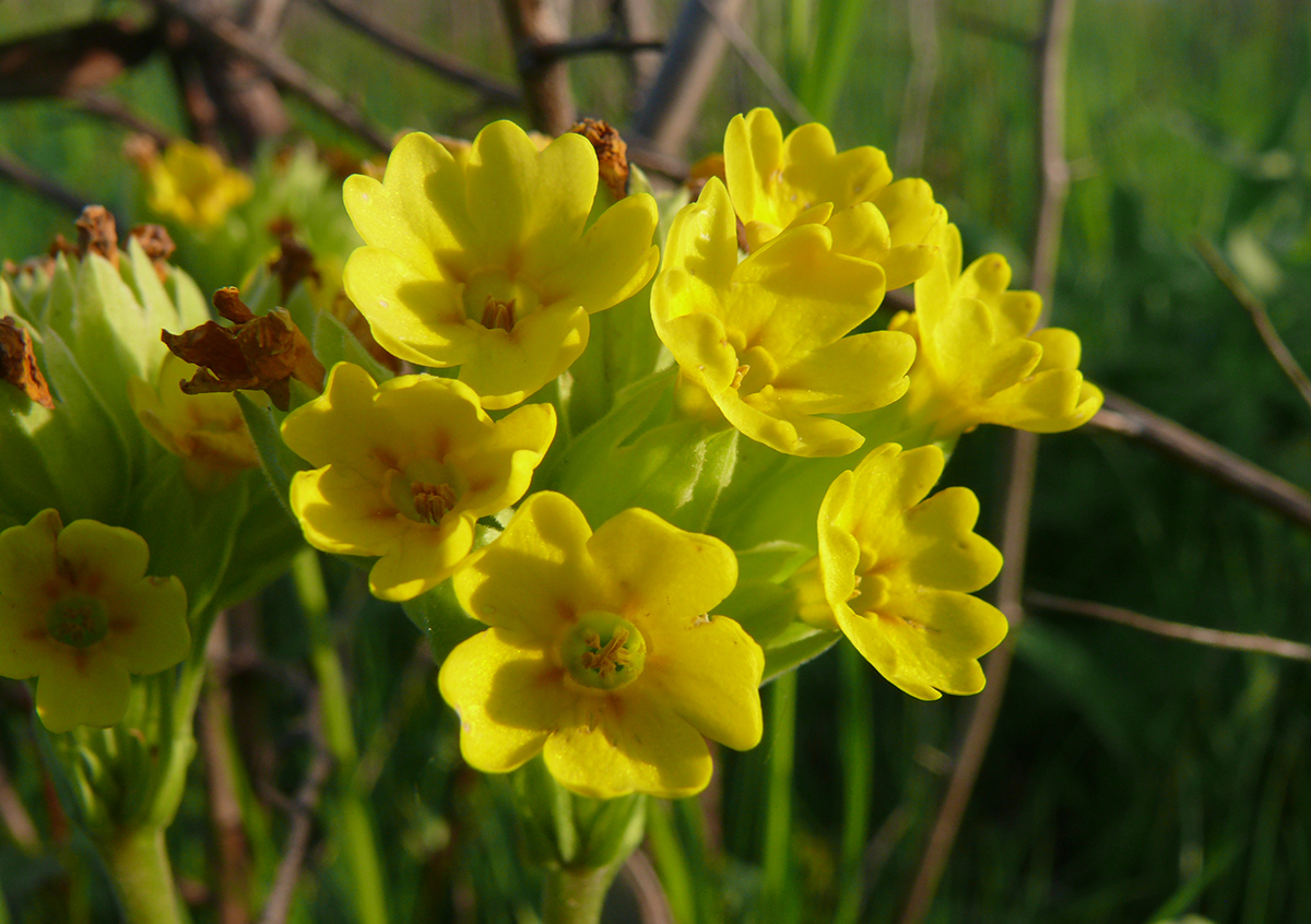 Изображение особи Primula veris.