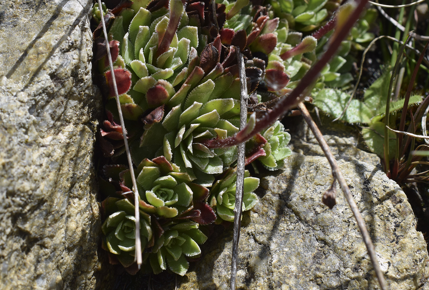 Image of Saxifraga paniculata specimen.