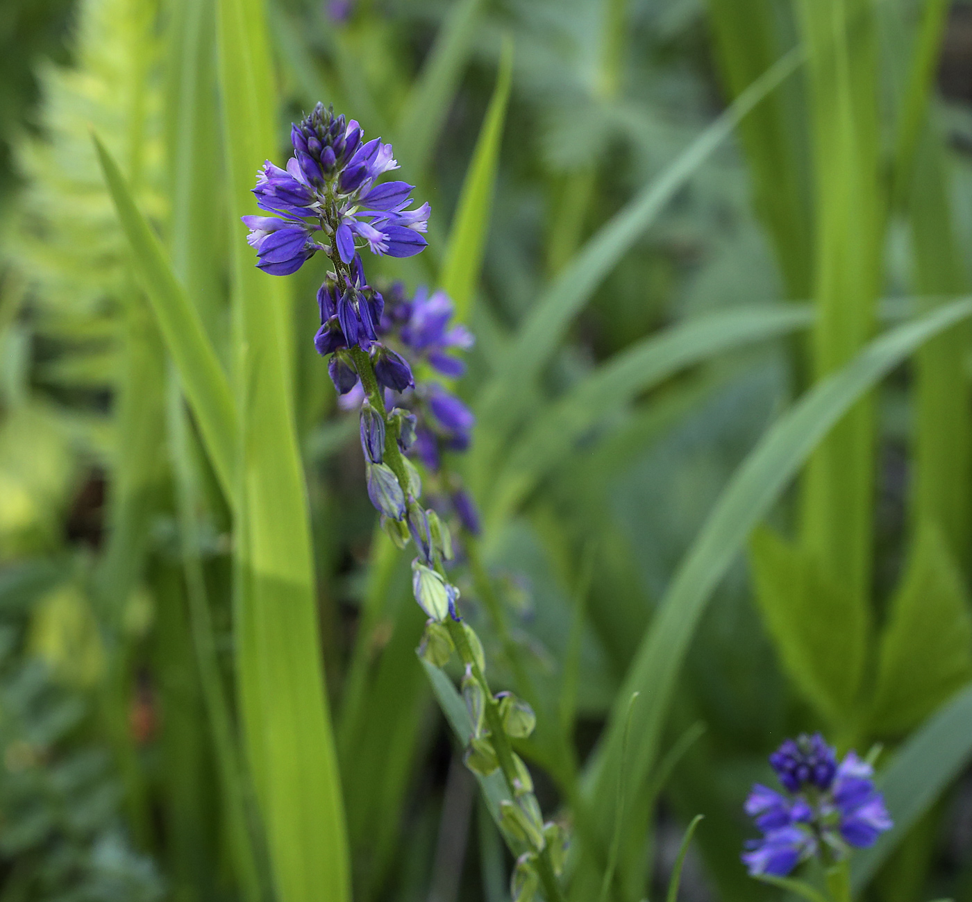 Image of Polygala comosa specimen.