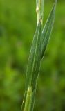 Linum nervosum