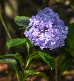 Hydrangea macrophylla