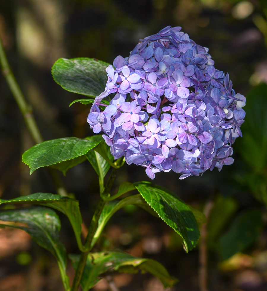 Изображение особи Hydrangea macrophylla.