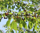 Cerasus avium