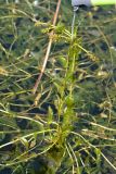 Potamogeton perfoliatus