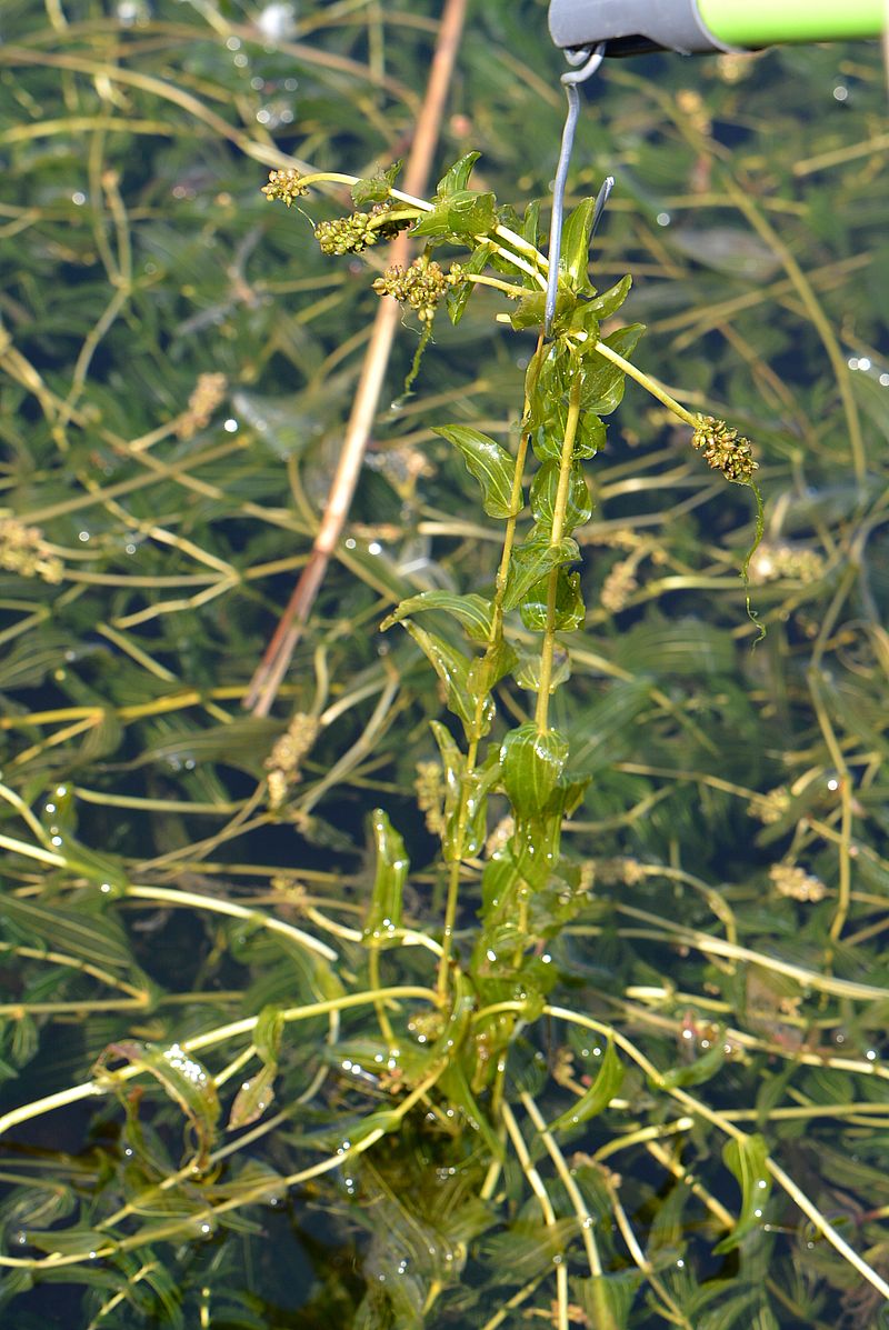 Image of Potamogeton perfoliatus specimen.