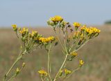 Hieracium umbellatum