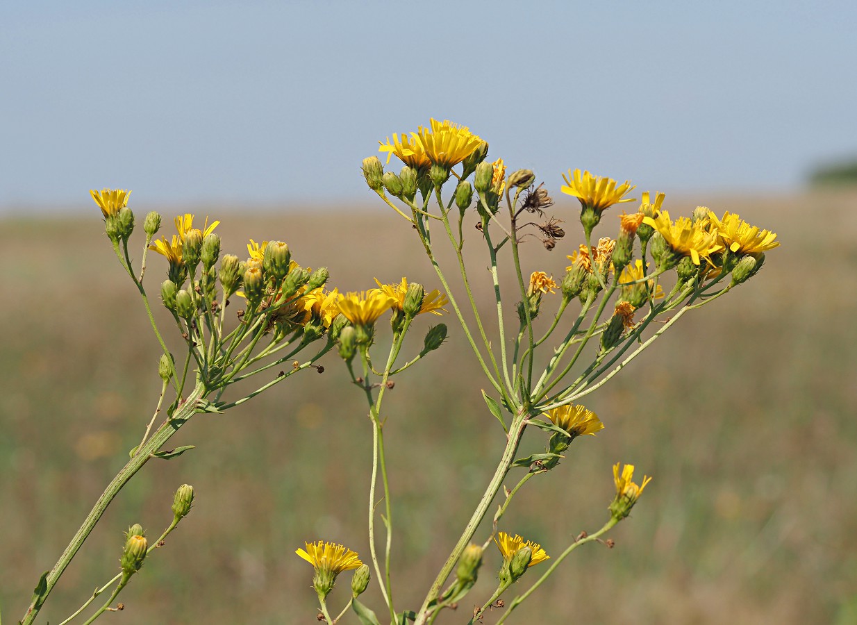 Изображение особи Hieracium umbellatum.