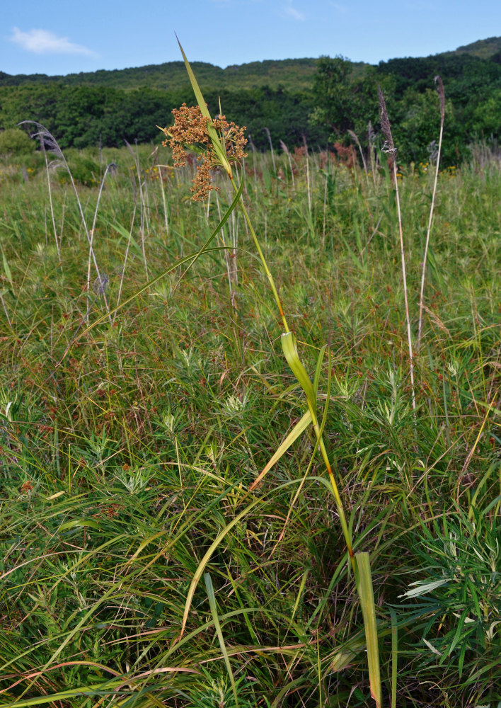 Image of Scirpus asiaticus specimen.