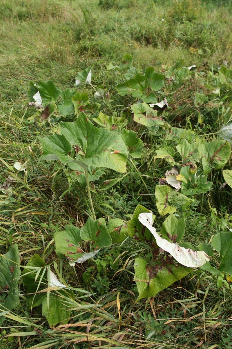 Изображение особи Petasites spurius.