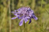 Scabiosa lachnophylla. Соцветие. Приморский край, Уссурийский гор. округ, окр. с. Монакино, луг на небольшой сопке. 09.09.2021.