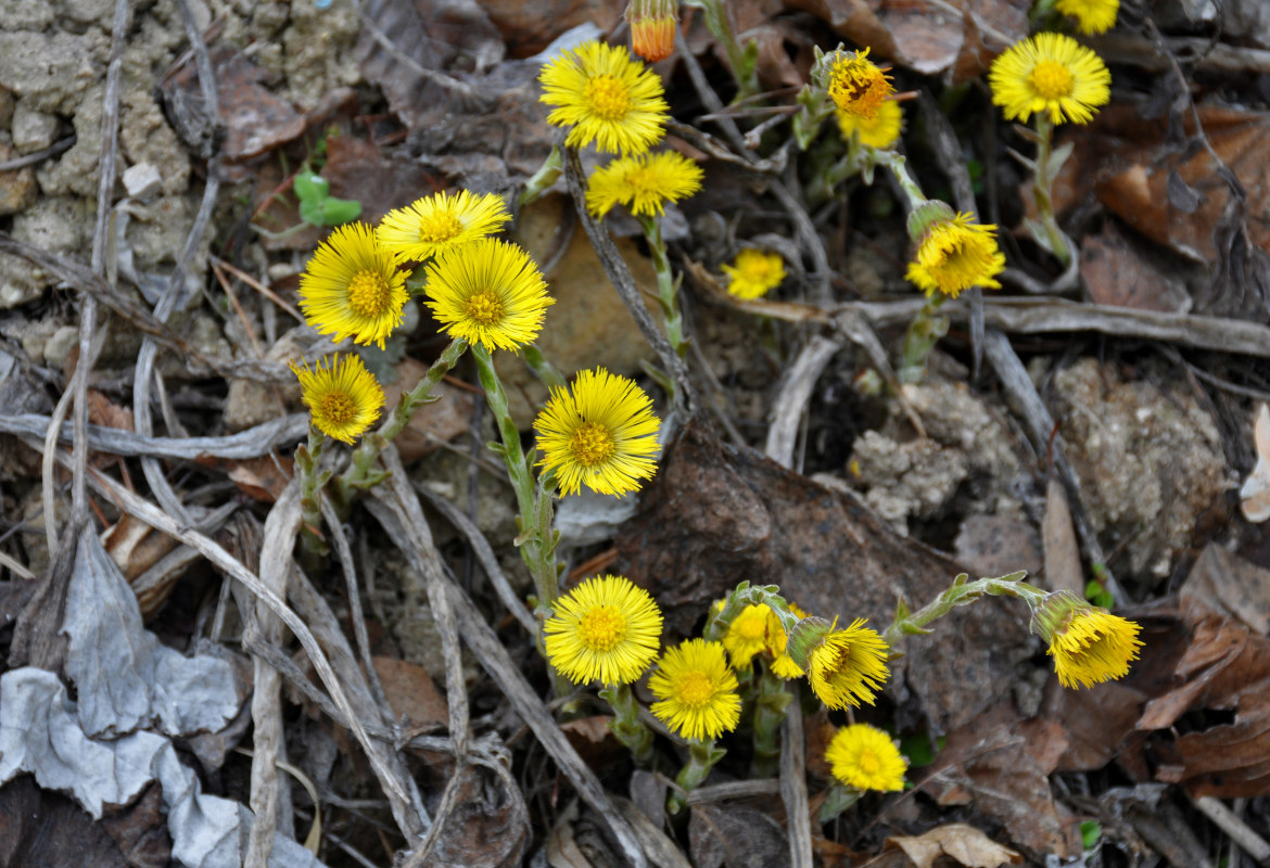 Image of Tussilago farfara specimen.