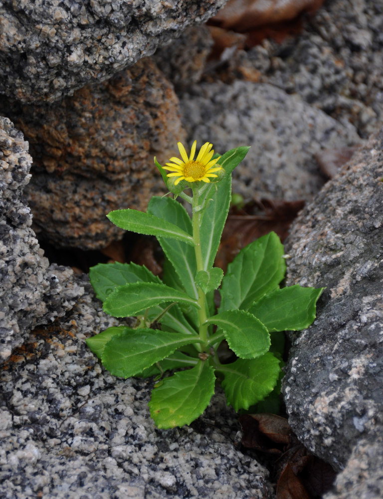 Image of Senecio pseudoarnica specimen.