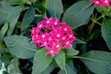 Pentas lanceolata