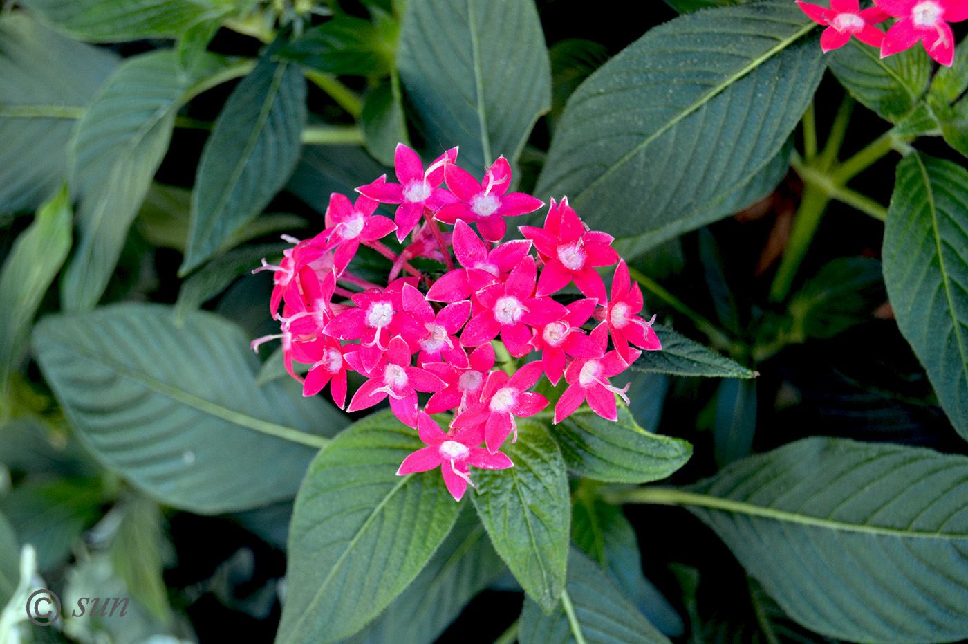 Image of Pentas lanceolata specimen.