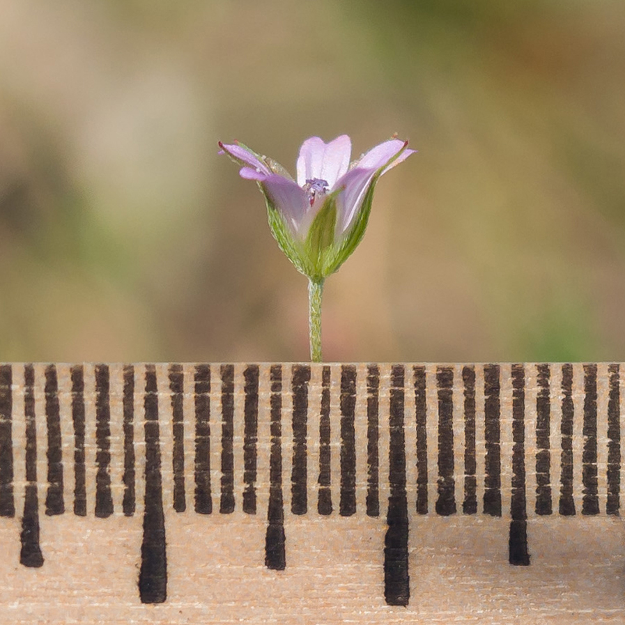 Image of Geranium columbinum specimen.