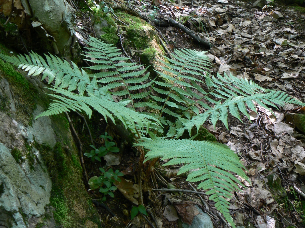 Изображение особи Dryopteris crassirhizoma.