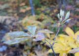 Rhododendron luteum