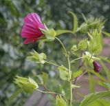 Malope trifida. Верхушка цветущего растения в каплях дождя. Москва, Воробьёвы горы, Ботанический сад МГУ, в культуре. 01.09.2021.