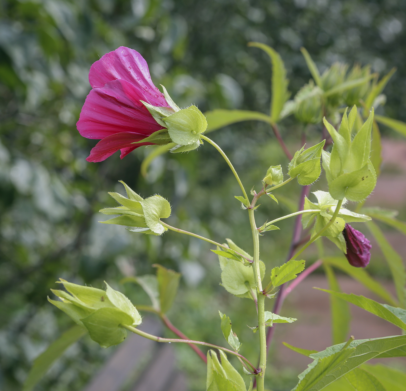 Image of Malope trifida specimen.