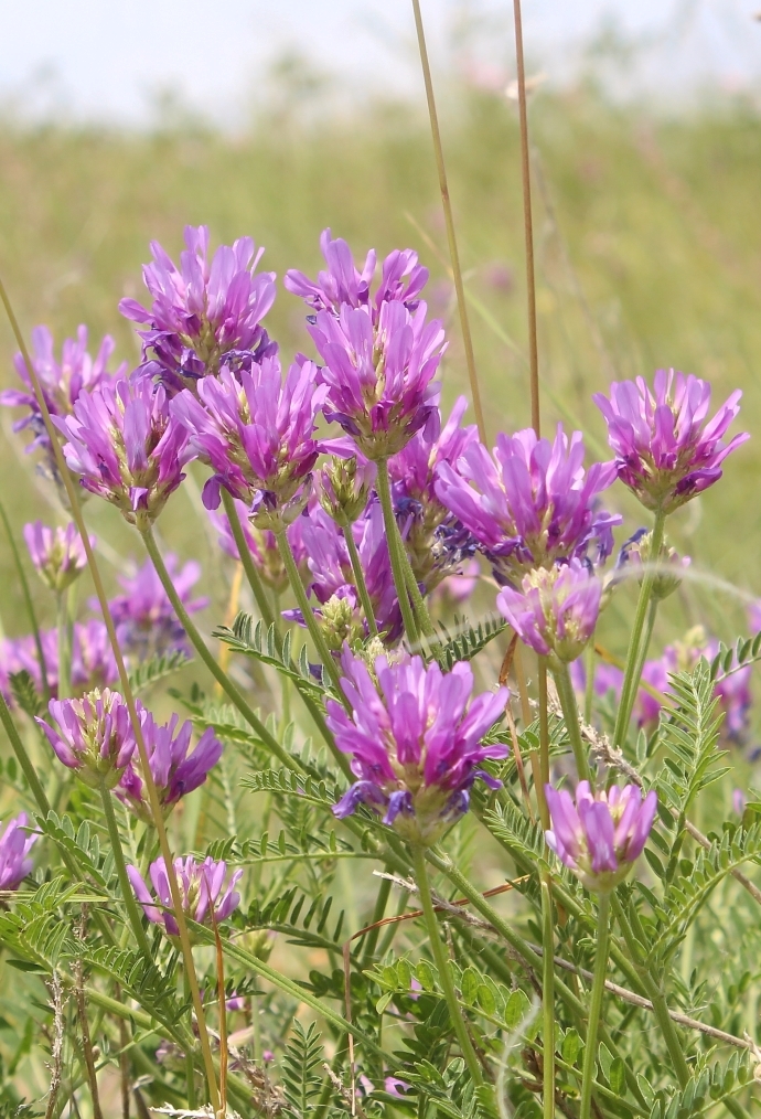 Изображение особи Astragalus onobrychis.