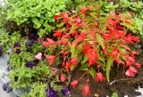 Begonia boliviensis