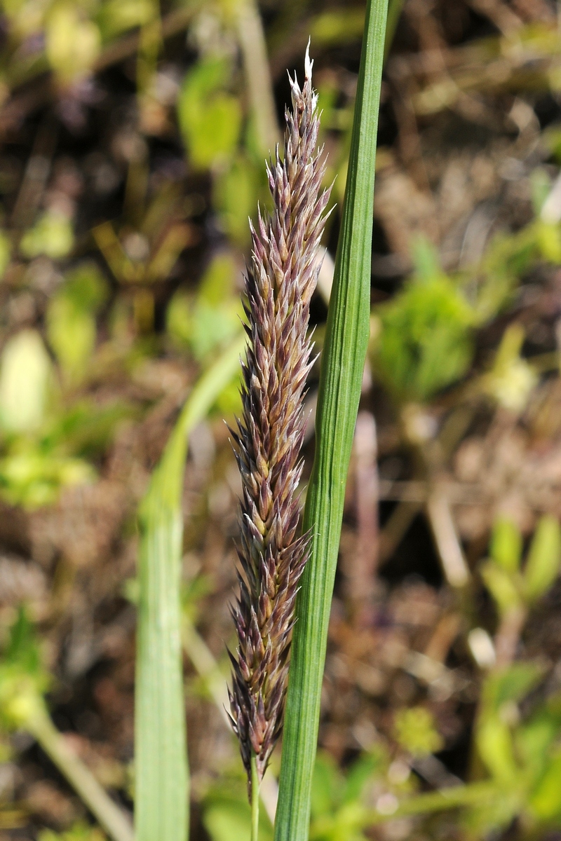 Изображение особи семейство Poaceae.