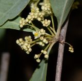 Gymnosporia senegalensis