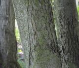 genus Acer
