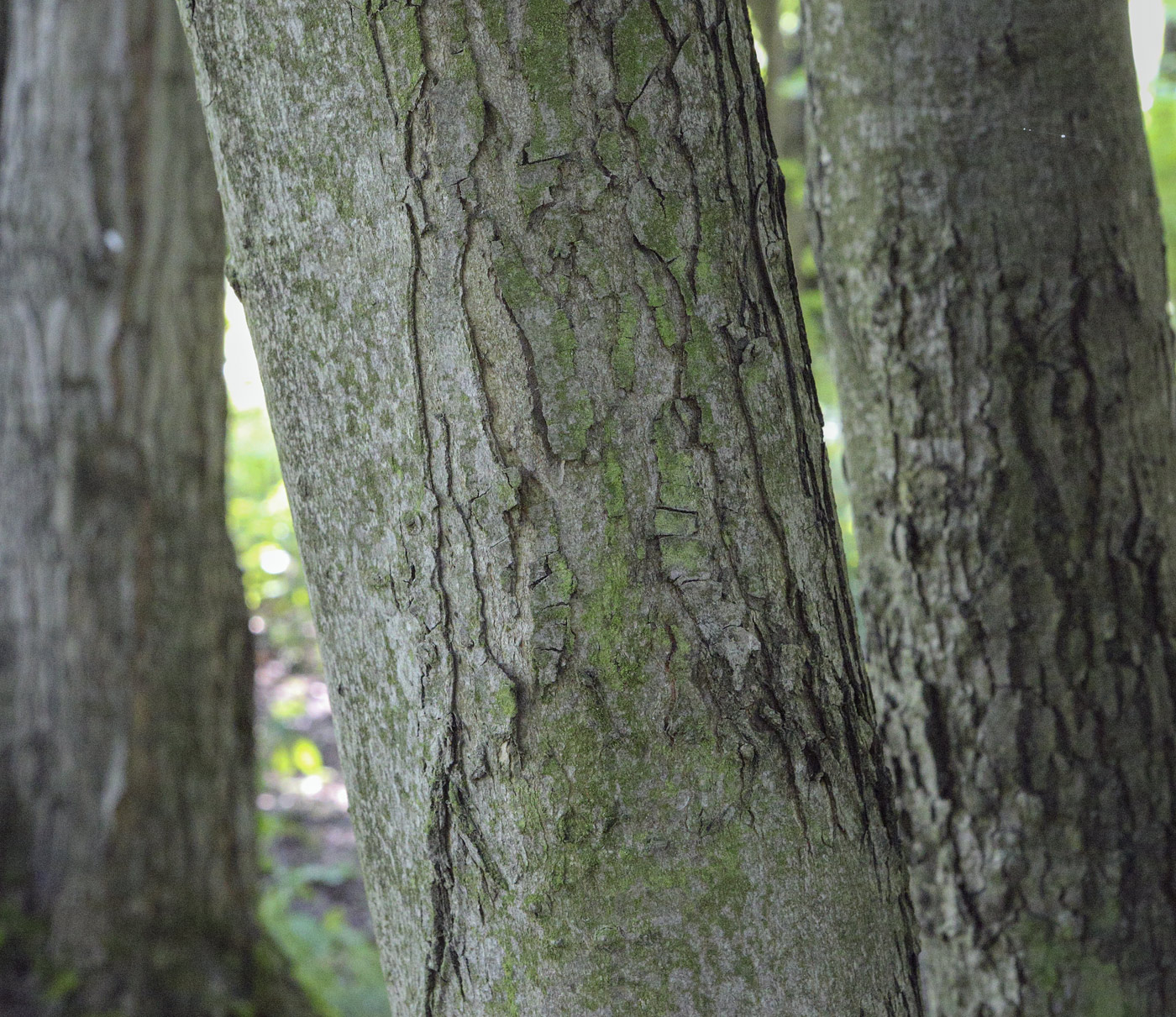 Image of genus Acer specimen.