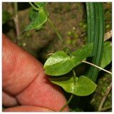 Blackstonia acuminata. Часть побега. Республика Абхазия, окр. Нового Афона. 20.08.2009.