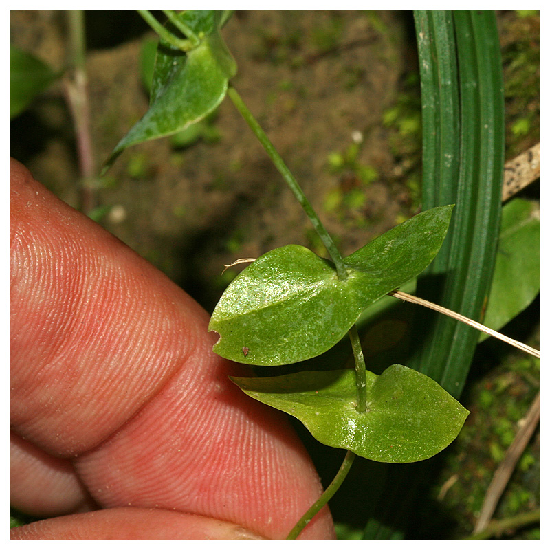 Image of Blackstonia acuminata specimen.
