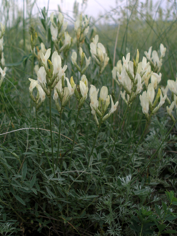 Image of Astragalus pallescens specimen.