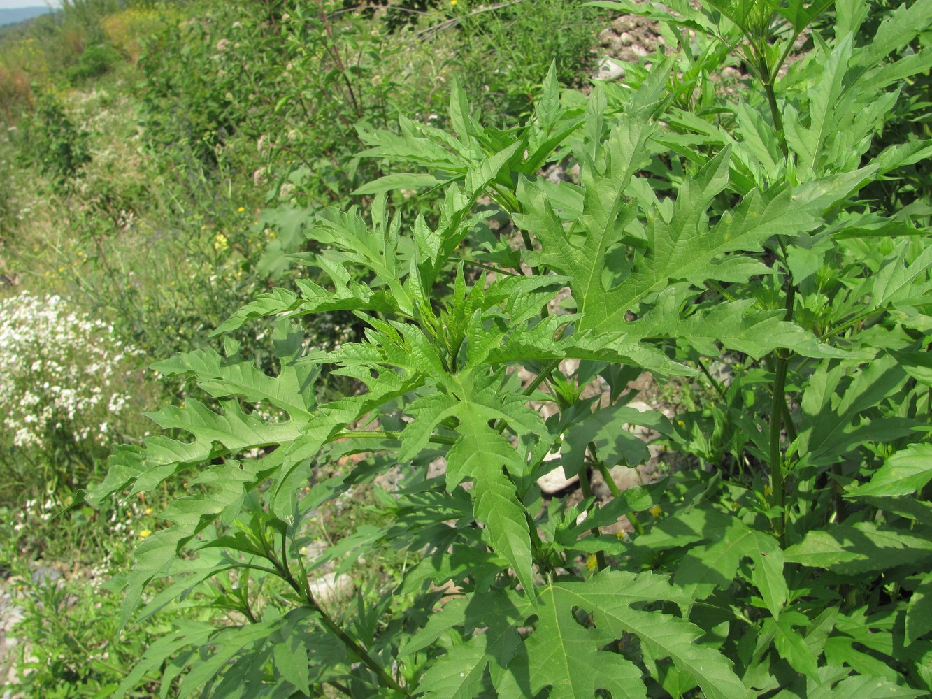 Image of Ambrosia trifida specimen.