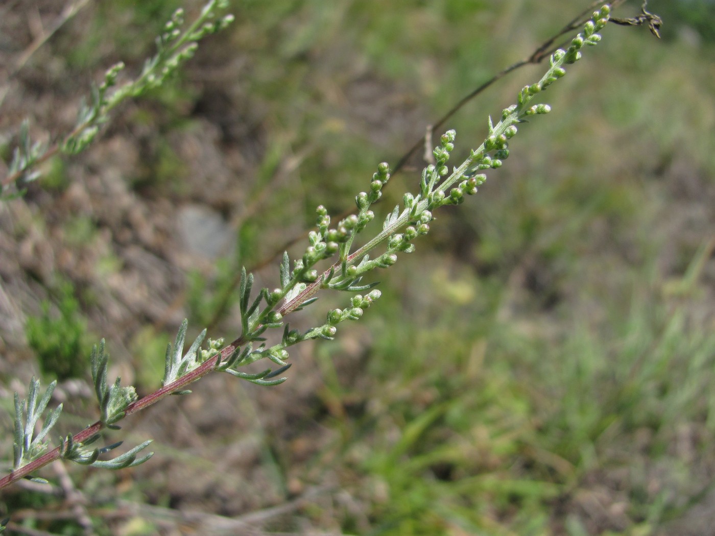 Image of genus Artemisia specimen.