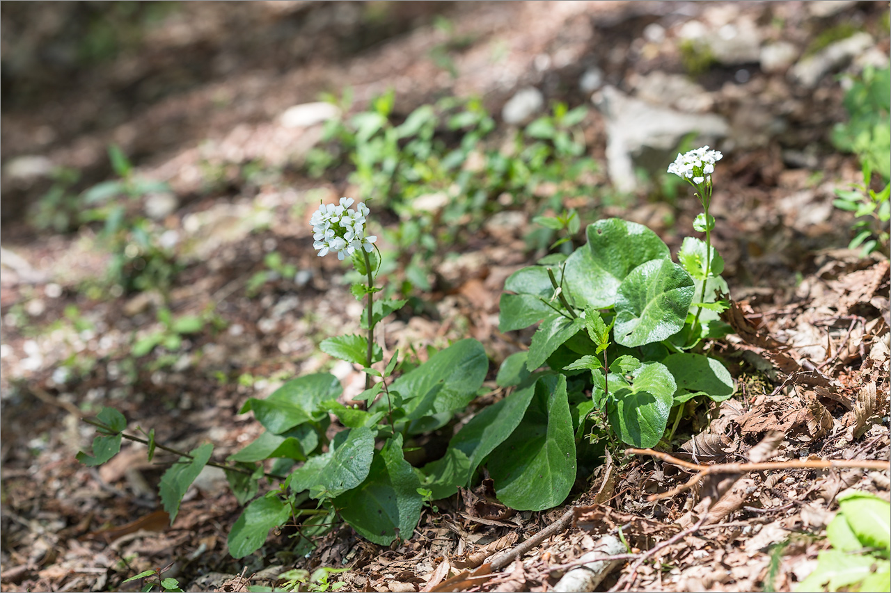 Изображение особи Arabis nordmanniana.