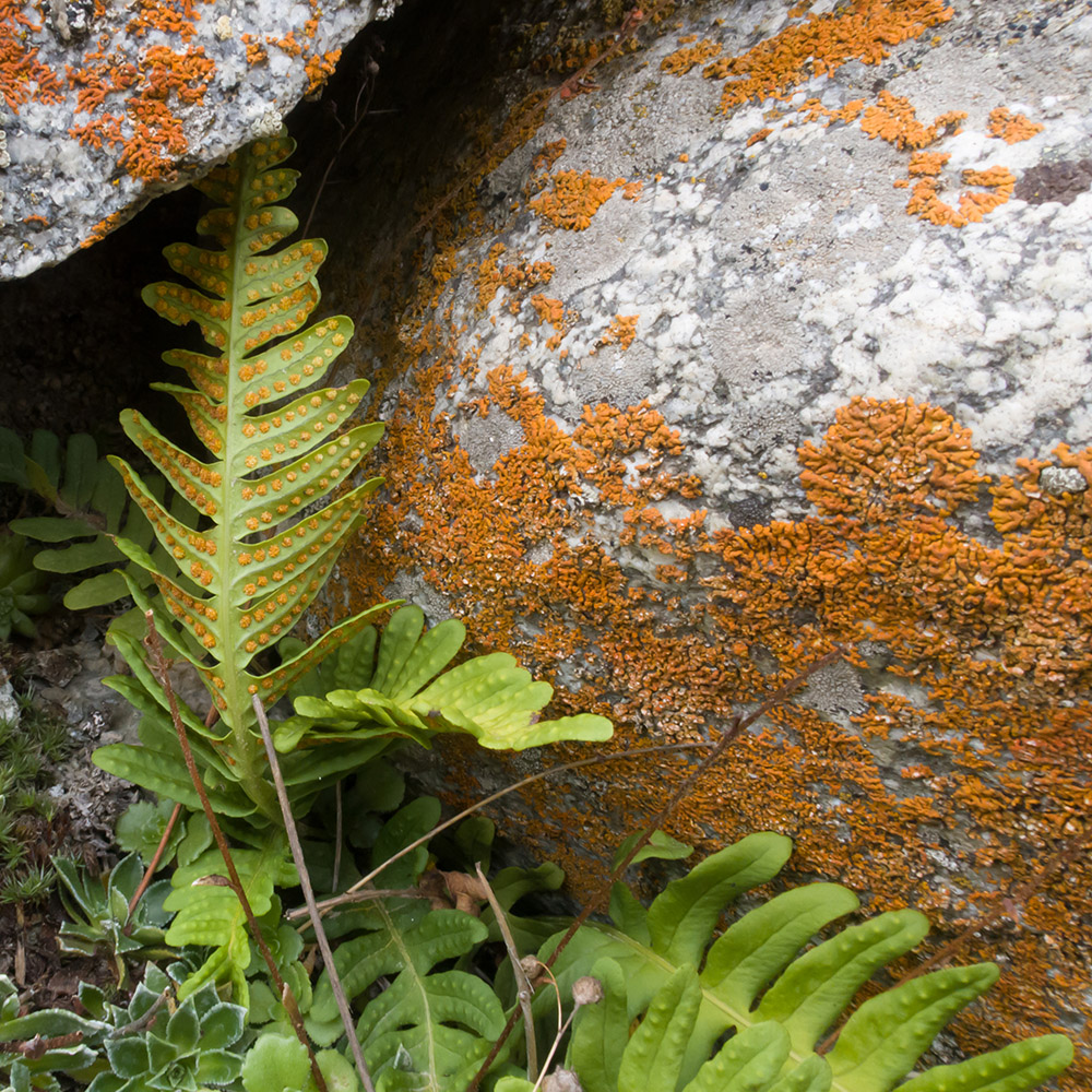 Изображение особи Polypodium vulgare.