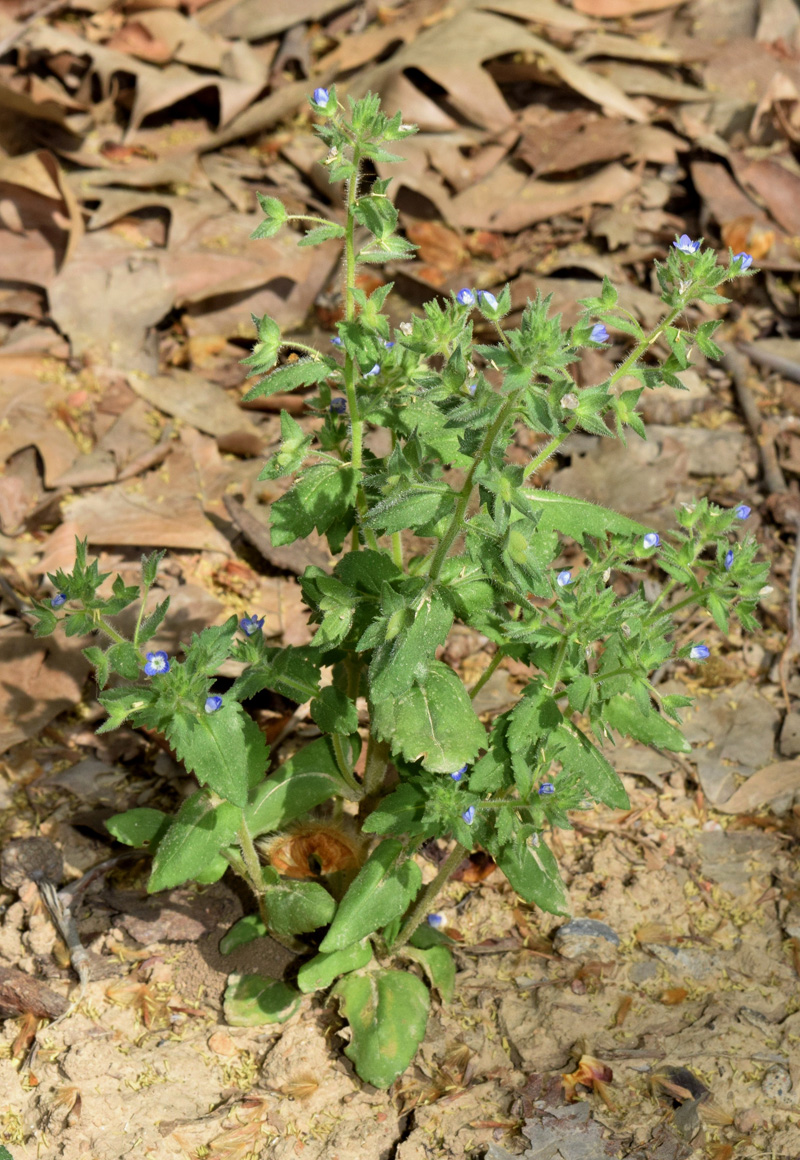 Image of Veronica campylopoda specimen.