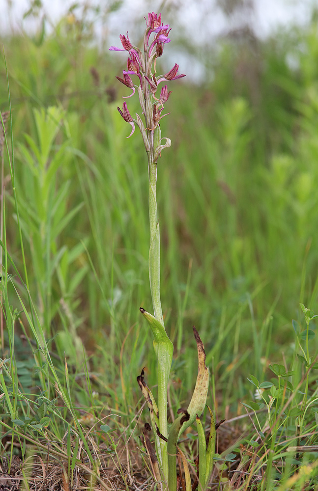 Image of Anacamptis papilionacea ssp. schirwanica specimen.