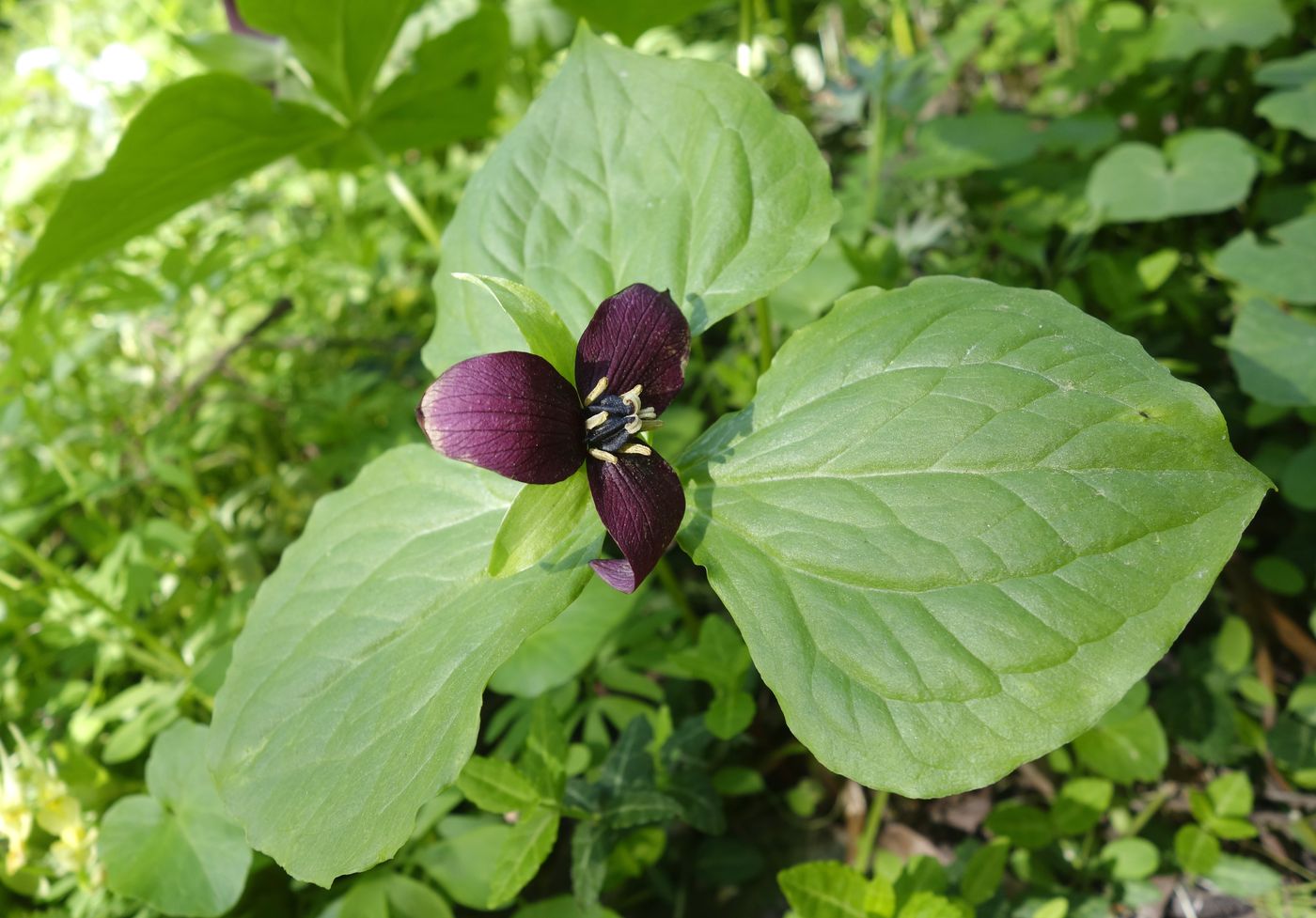 Изображение особи Trillium sulcatum.