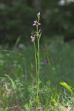 Ophrys apifera