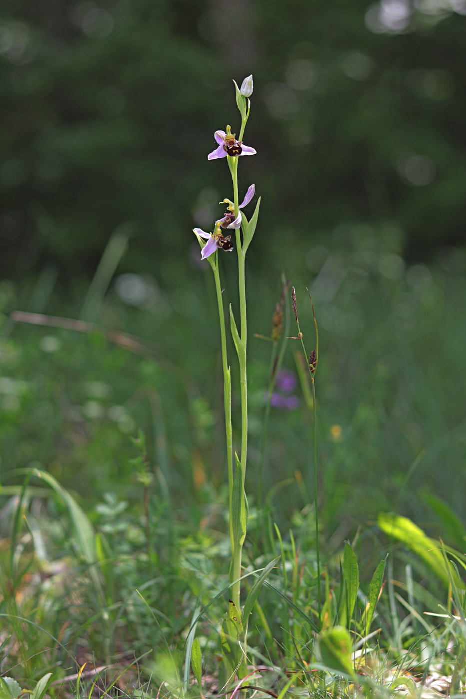 Изображение особи Ophrys apifera.