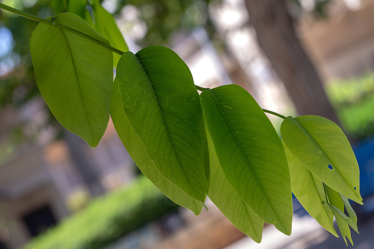 Image of Cassia fistula specimen.