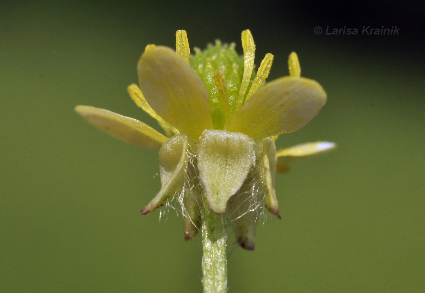 Image of Ranunculus chinensis specimen.