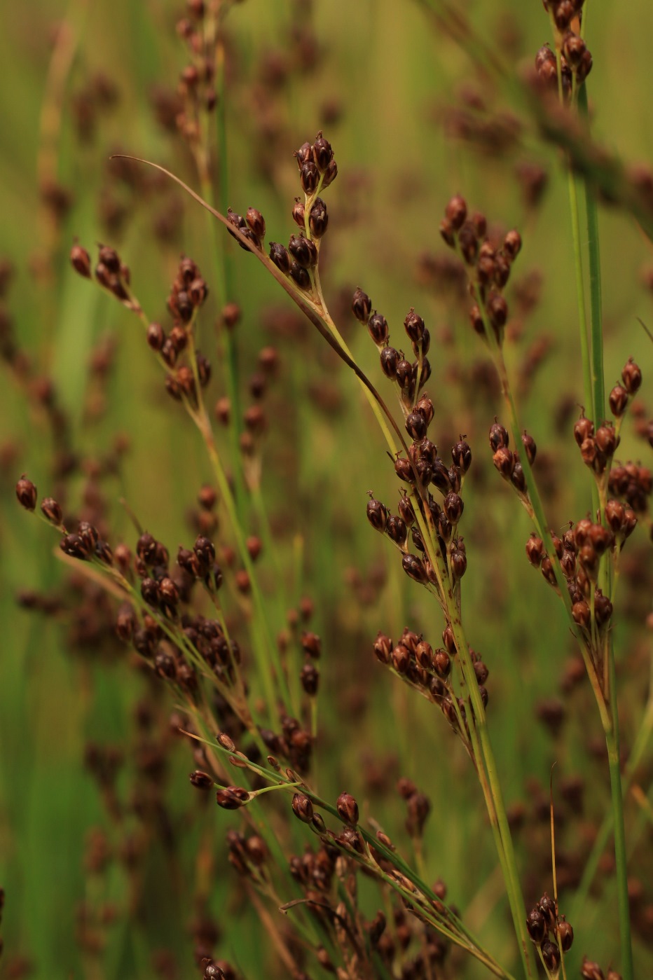 Изображение особи Juncus compressus.