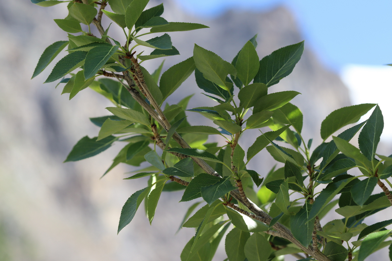 Image of Populus laurifolia specimen.